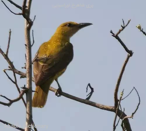 پری شاهرخ اوراسیایی